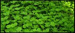 clover_field_by_terenia.jpg