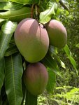 mangifera-indica-fruits.jpg