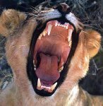 Lioness-Yawning-leeuw4.jpg
