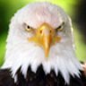 Bald_Eagle