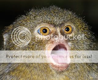 PygmyMarmoset.jpg