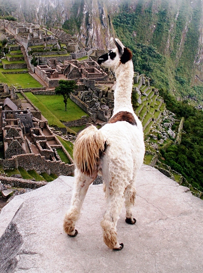 Llama%2C_peru%2C_machu_picchu.jpg