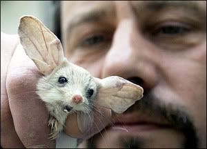 long-earedjerboa2.jpg