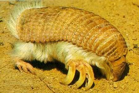 pink_fairy_armadillo.jpg