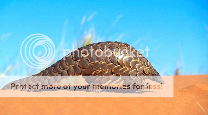 pangolin.jpg