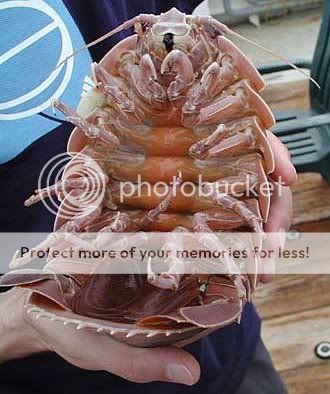 Giant_isopod.jpg