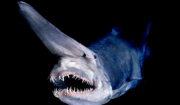 The Worlds 50 Freakiest Animals Planetcricket