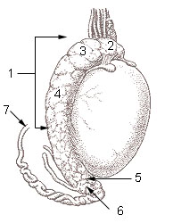 Illu_testis_surface.jpg