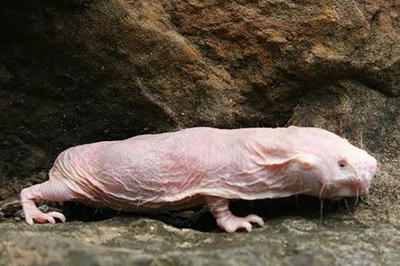 nakedmolerat.jpg