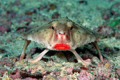 rosy-lipped-batfish.jpg