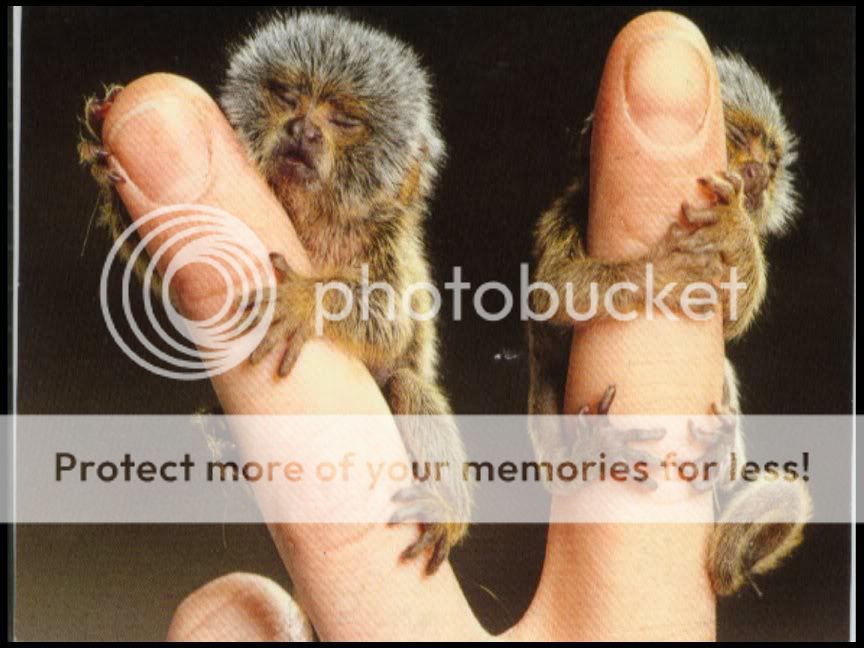 pygmymarmosets.jpg