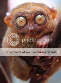 Tarsier3.jpg