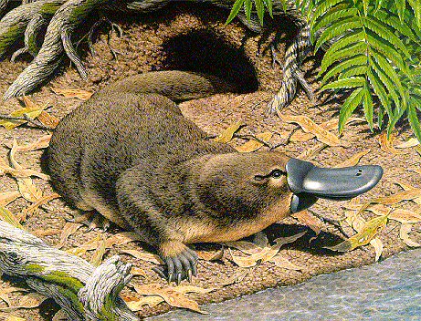 evolution-platypus.jpg