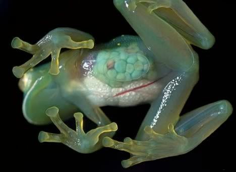 glass-frog.jpg