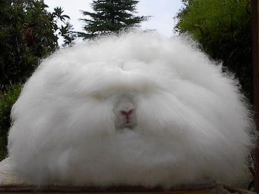 angora_rabbit.jpg