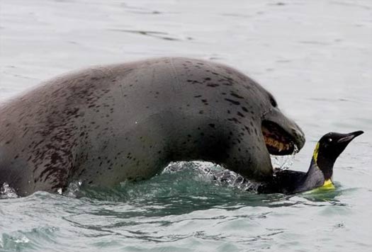 leopard-seal-unlucky-penguin.jpg