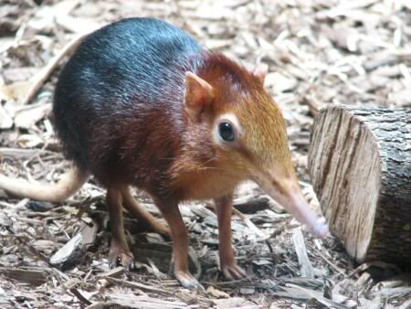 elephantshrew.jpg