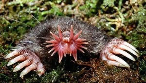 starnosed_mole.jpg