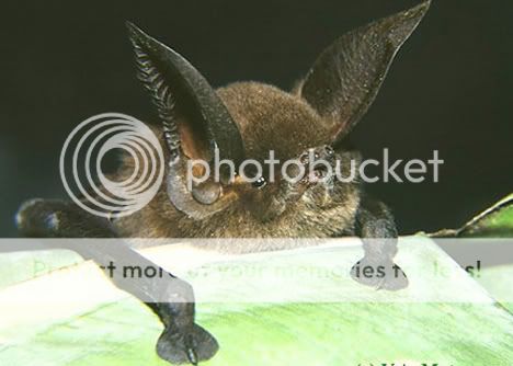 sucker-footedbat.jpg