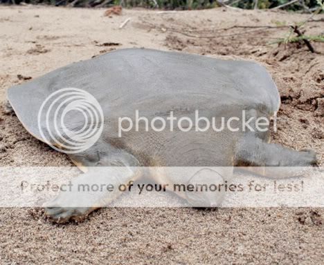 cantorsgiantsoft-shelled-turtle.jpg