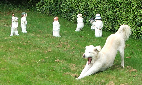 bored-dog-cricketers.jpg