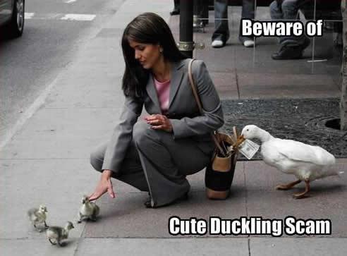 cute-duckling-scam.jpg