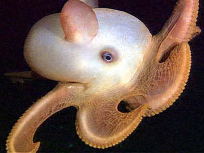 dumbooctopus3.jpg