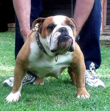 bulldog-0164.jpg