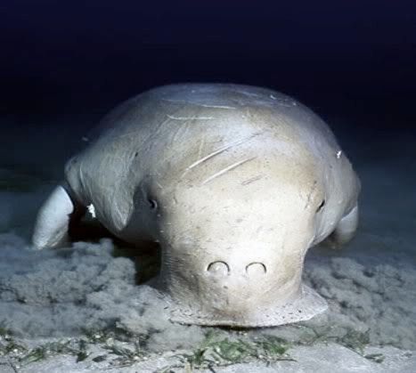 dugong.jpg