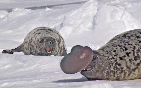 hooded-seal.jpg