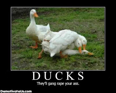 ducks-theyll-gang-rape-your-ass-demotivational-poster.jpg